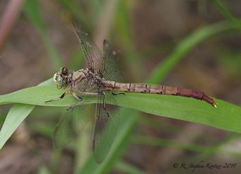 Arigomphus submedianus, female